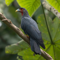 Red-throated Caracara